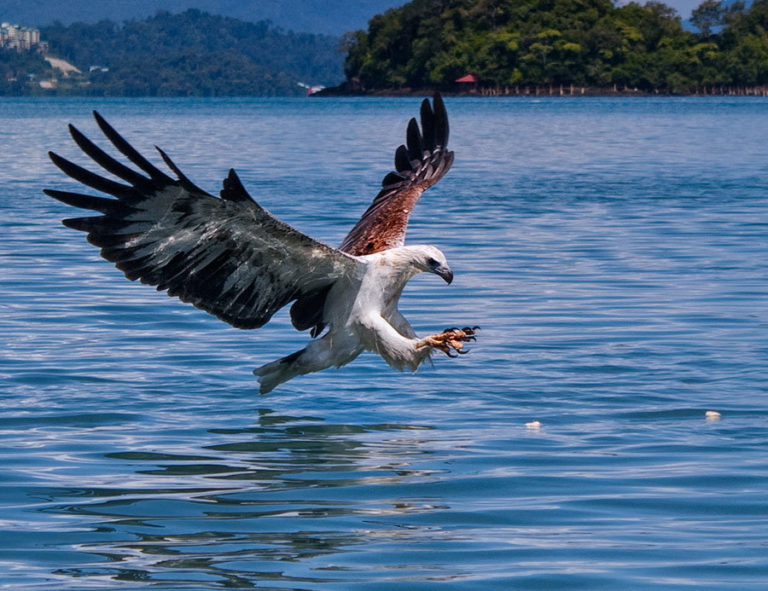 pulau-singa-besar